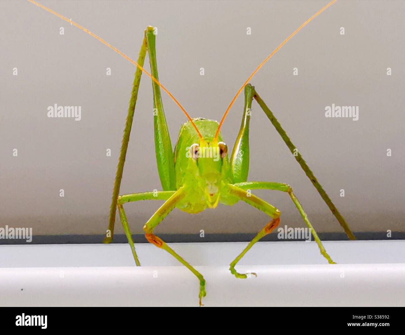 Portrait of a grasshopper. - Smartphone Captured Stock Image
