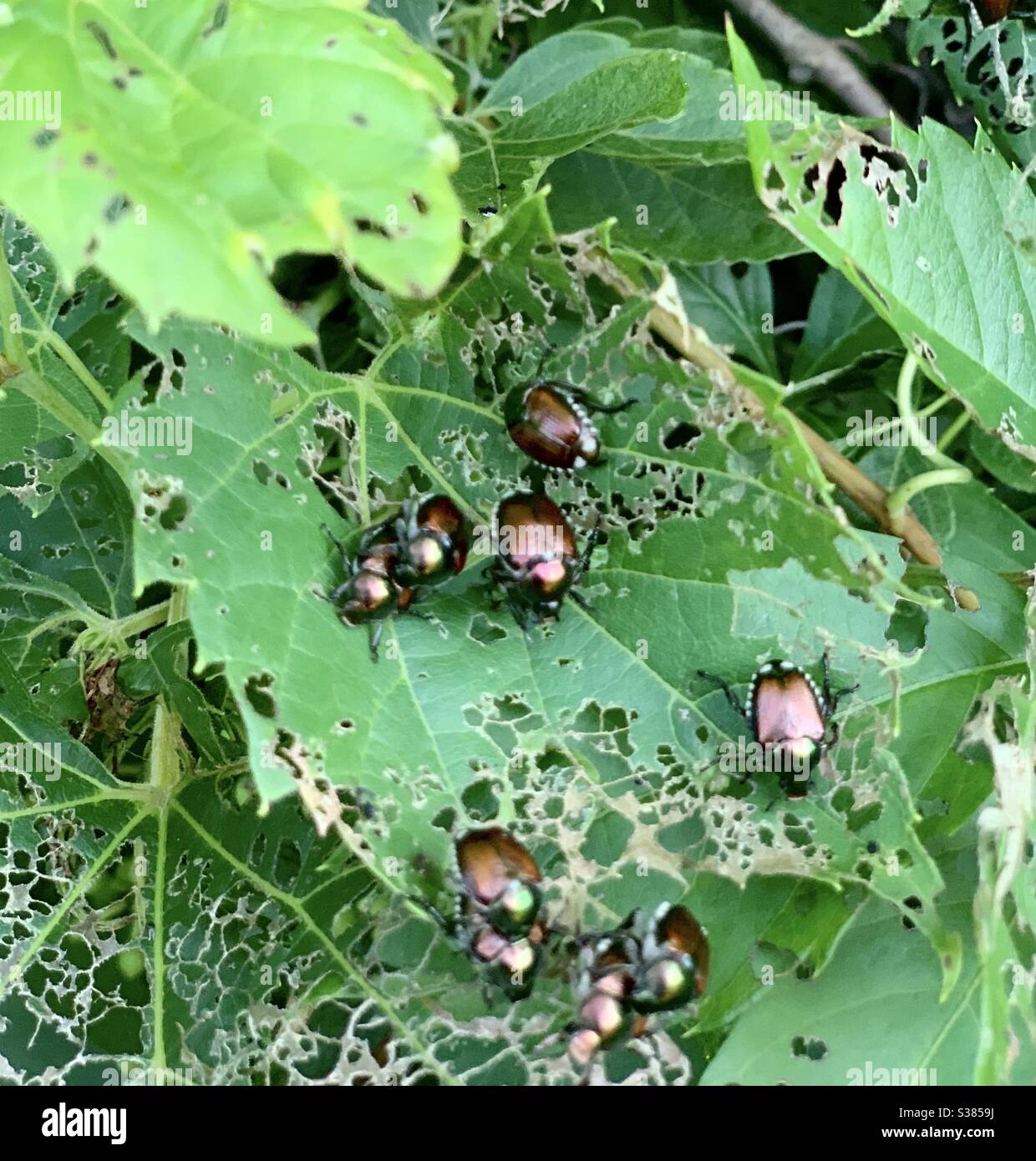 Beetles eating leaves Stock Photo Alamy