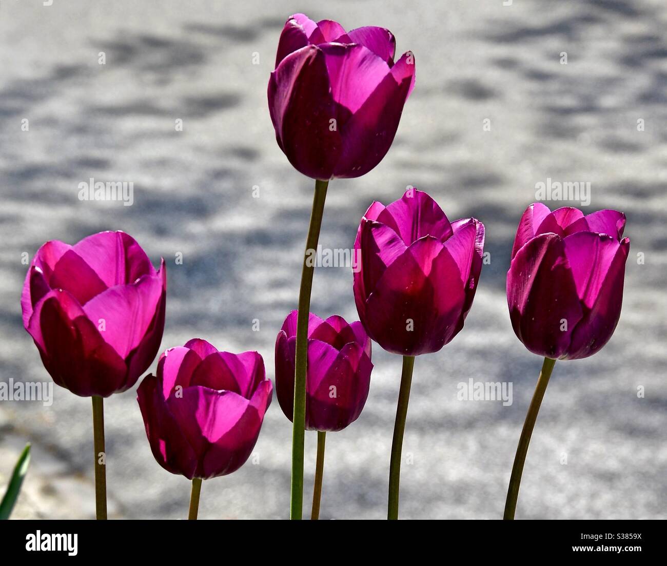 lilac tulips on a street in Wedel, Germany - Smartphone Captured Stock Image