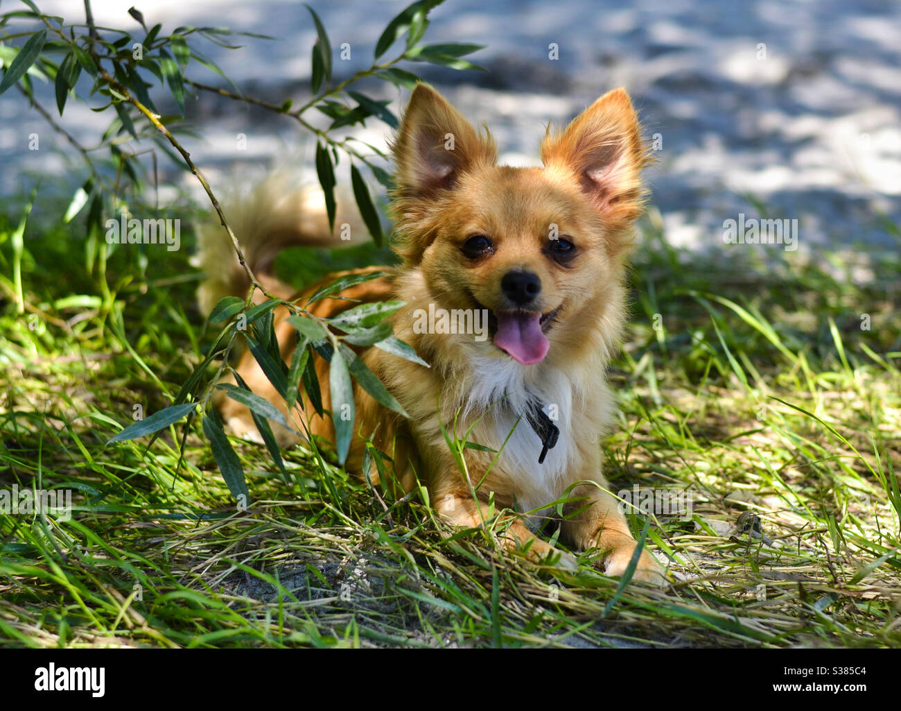 A photo shoot with a little chihuahua. He actually looks like a little fox and can still laugh. Stock Photo
