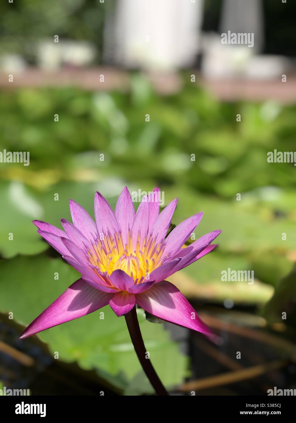 A single pink-purple lotus Stock Photo