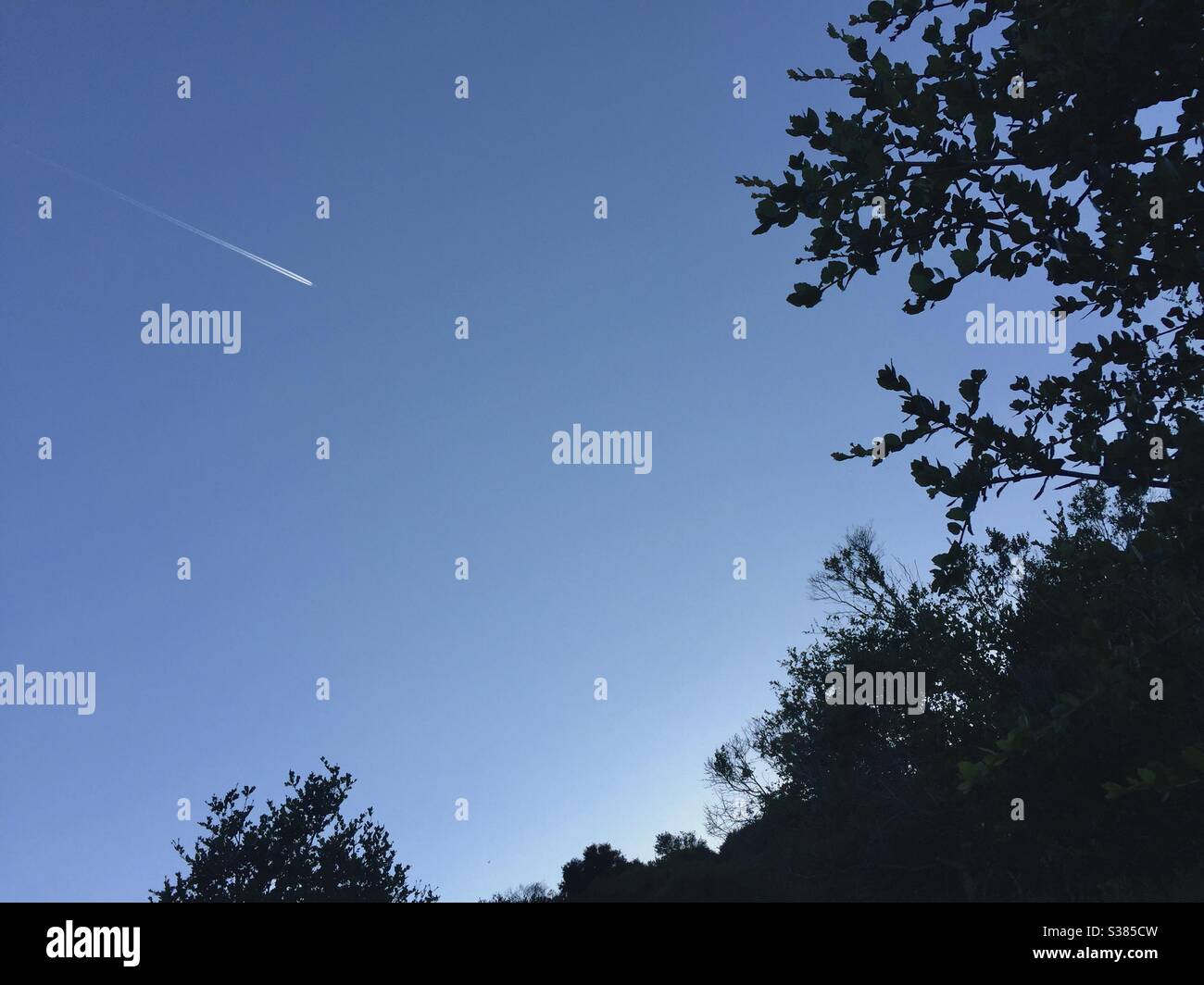 Airplane or aircraft contrails in a blue sky, framed by treetops and branches. Stock Photo