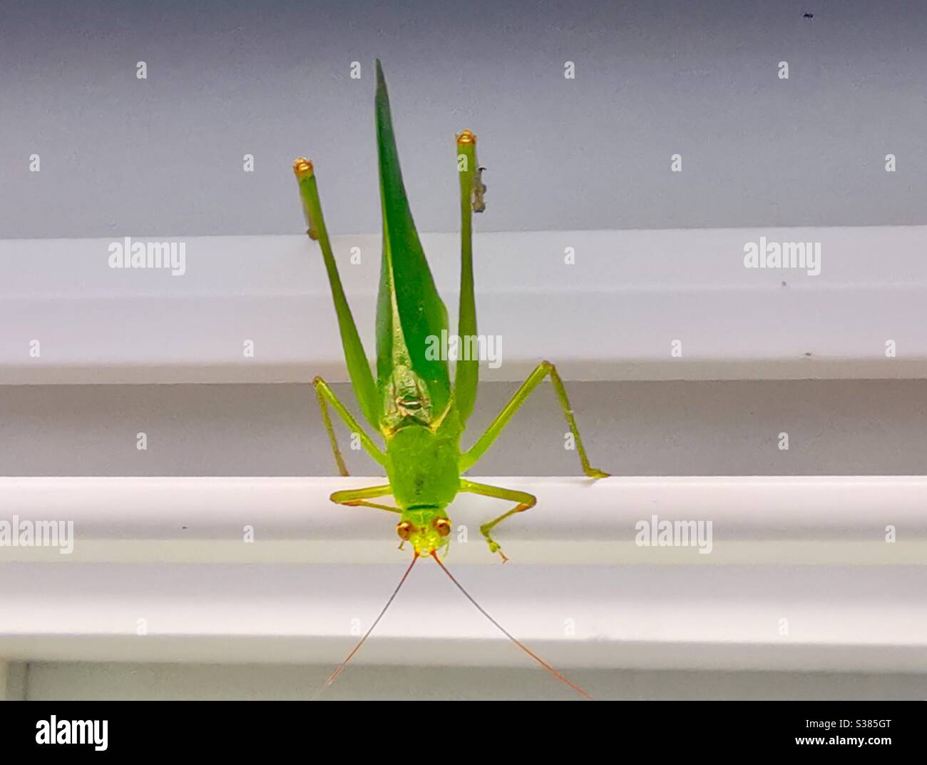 A giant green grasshopper. - Smartphone Captured Stock Image