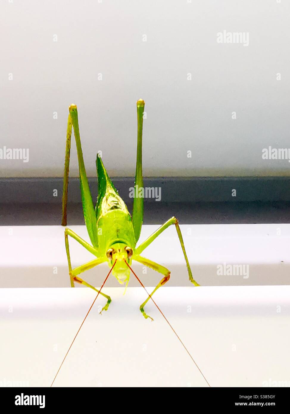 A giant green grasshopper. - Smartphone Captured Stock Image
