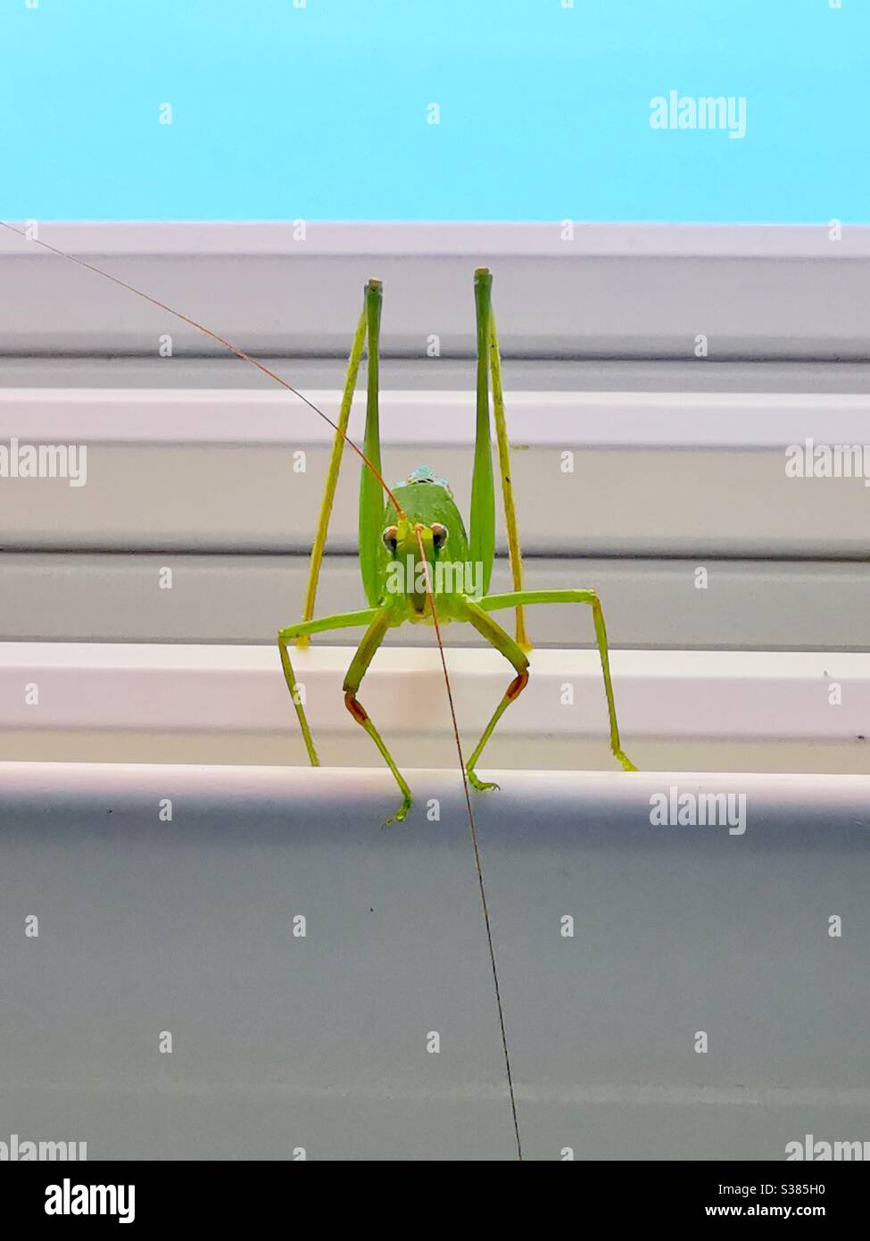 A giant green grasshopper. - Smartphone Captured Stock Image