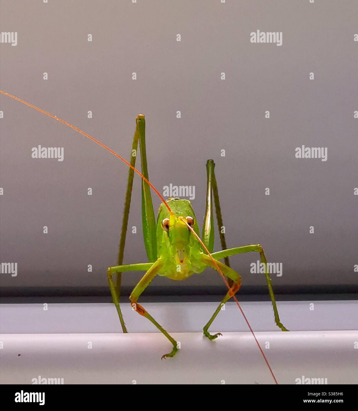 Portrait of a long horned grasshopper. - Smartphone Captured Stock Image