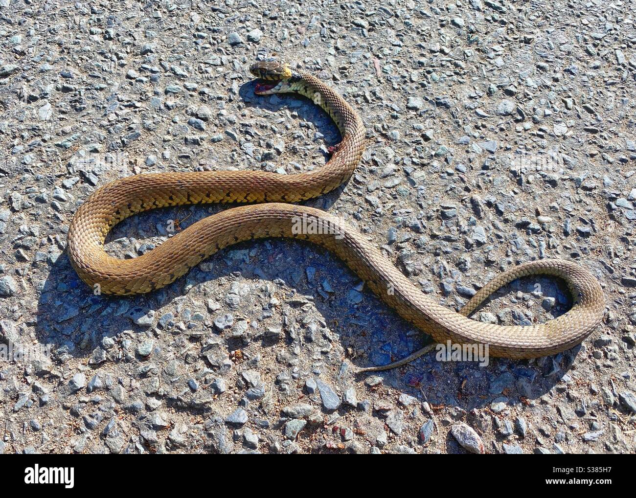Dead grass snake on road Stock Photo
