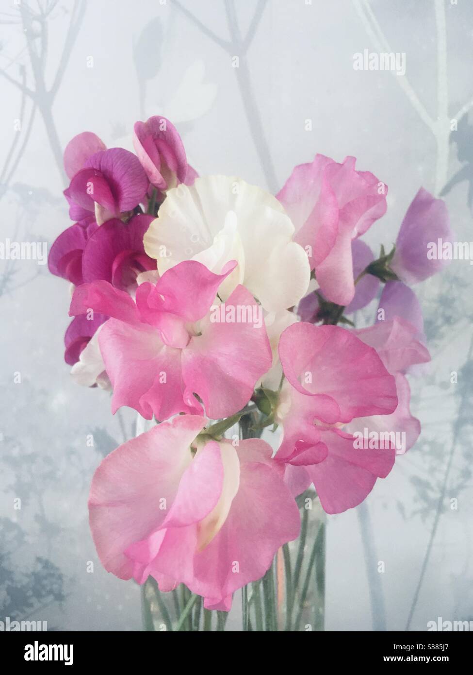 Sweet pea flowers - Smartphone Captured Stock Image