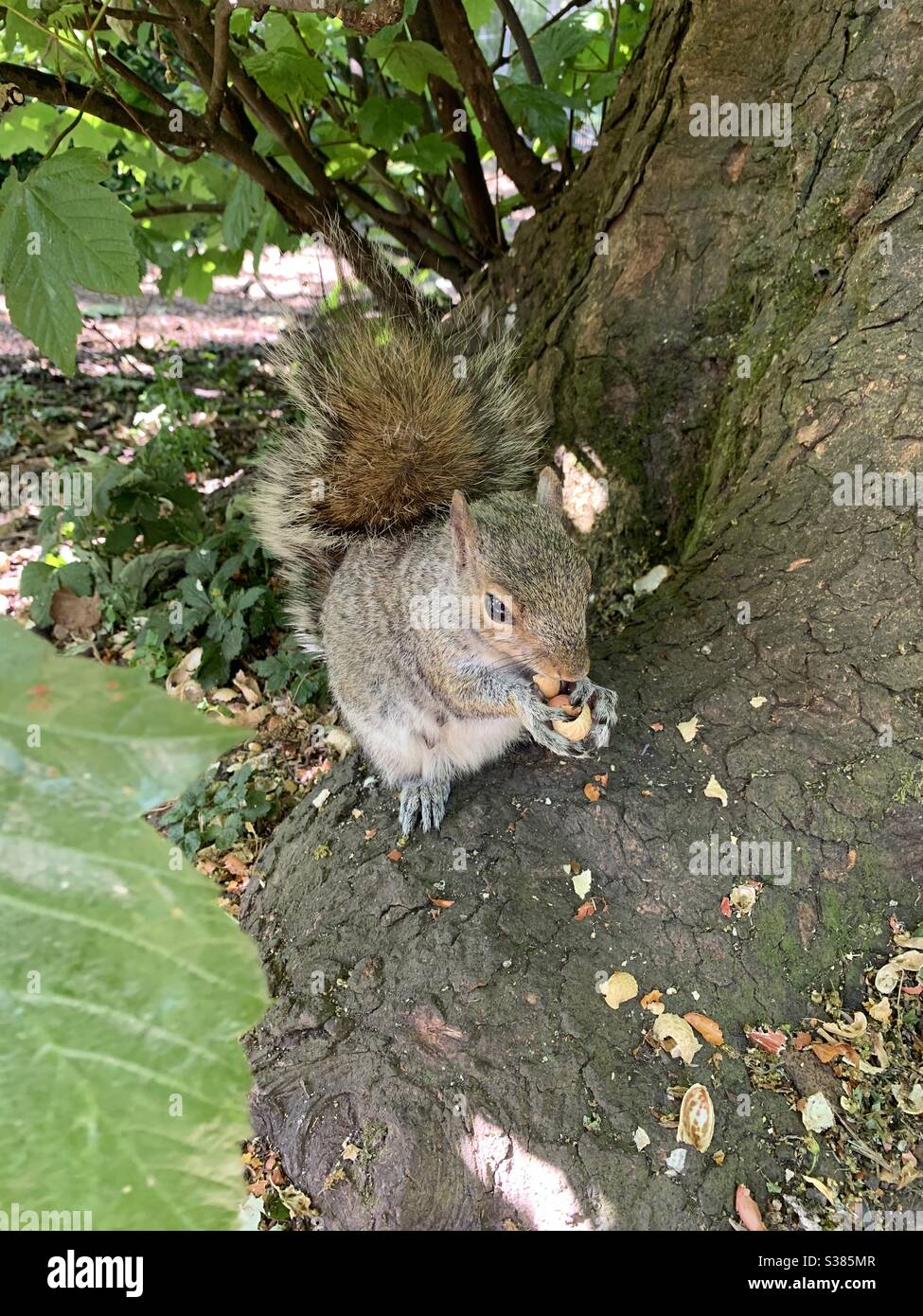 Squirrel eating nuts Stock Photo Alamy
