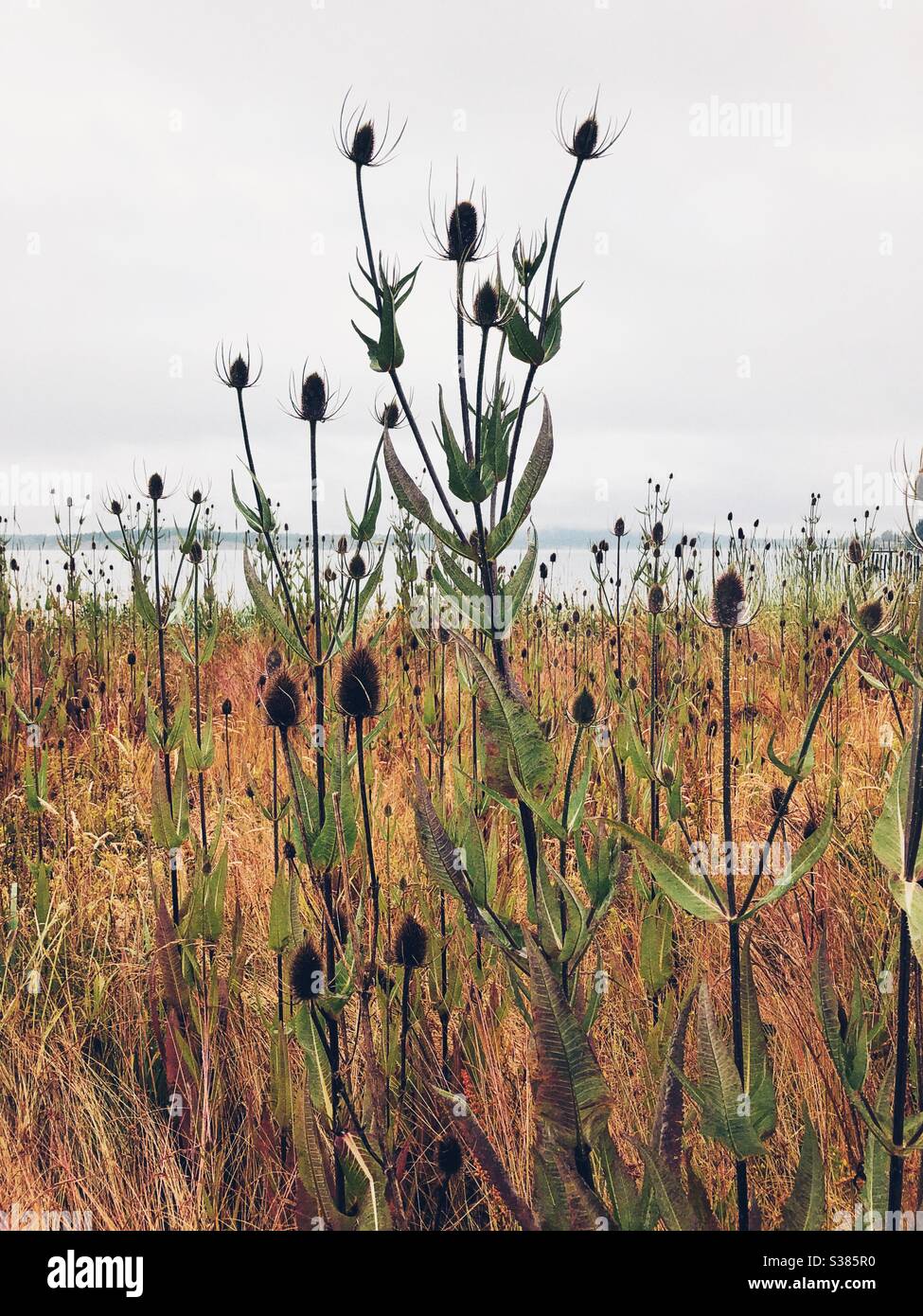 A field of common teasel invasive plant on the beach in Anacortes Stock Photo