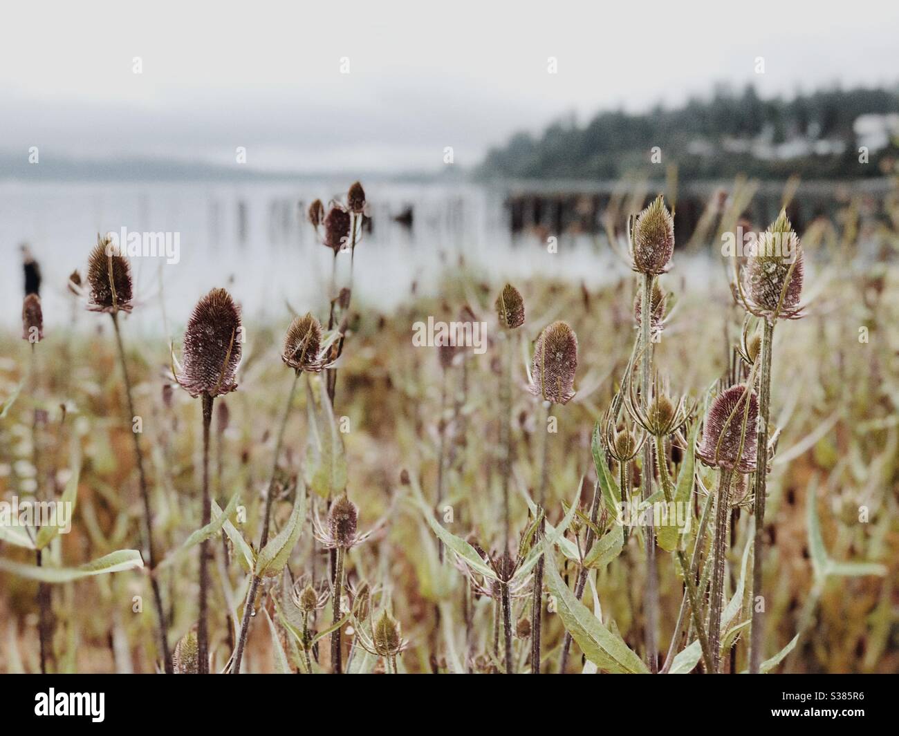Golden field of common teasel invasive plant on the beach in Anacortes Stock Photo