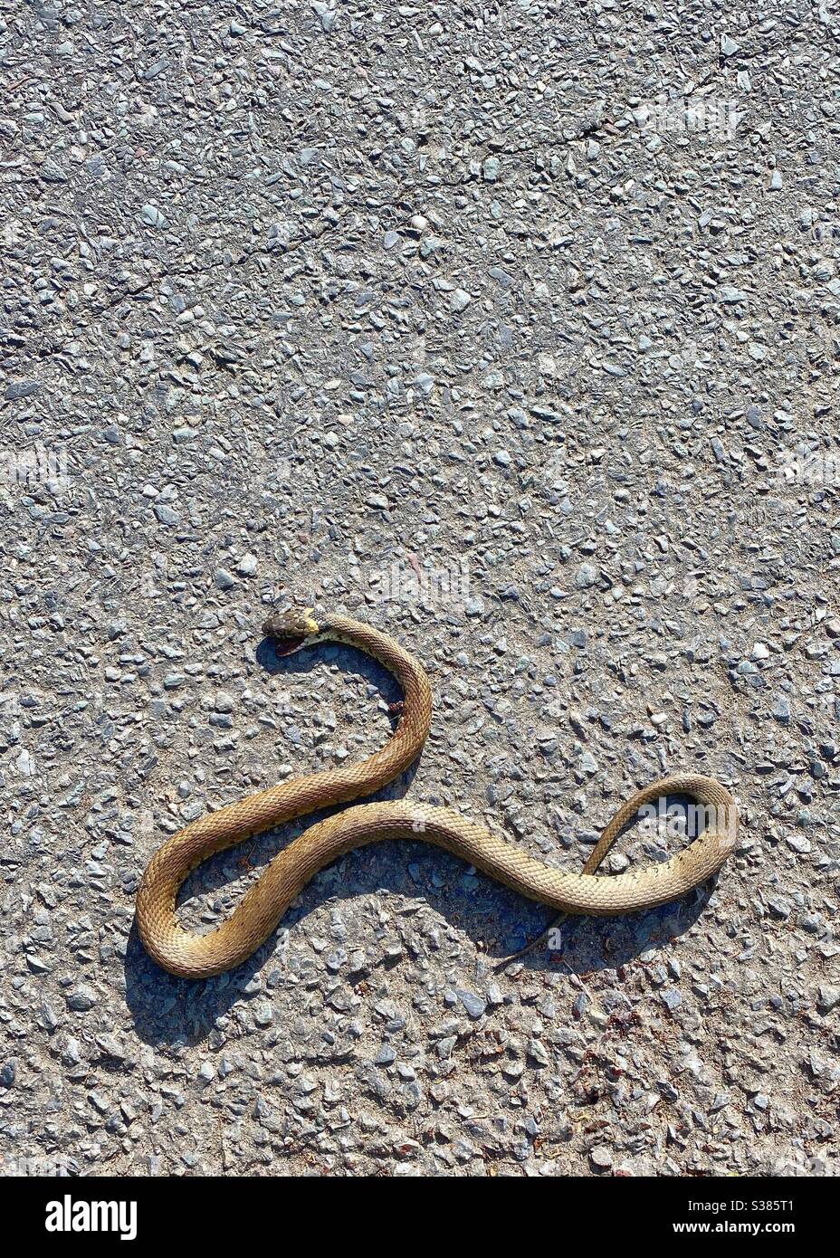 Dead grass snake on a road. No people. Copy space. Stock Photo