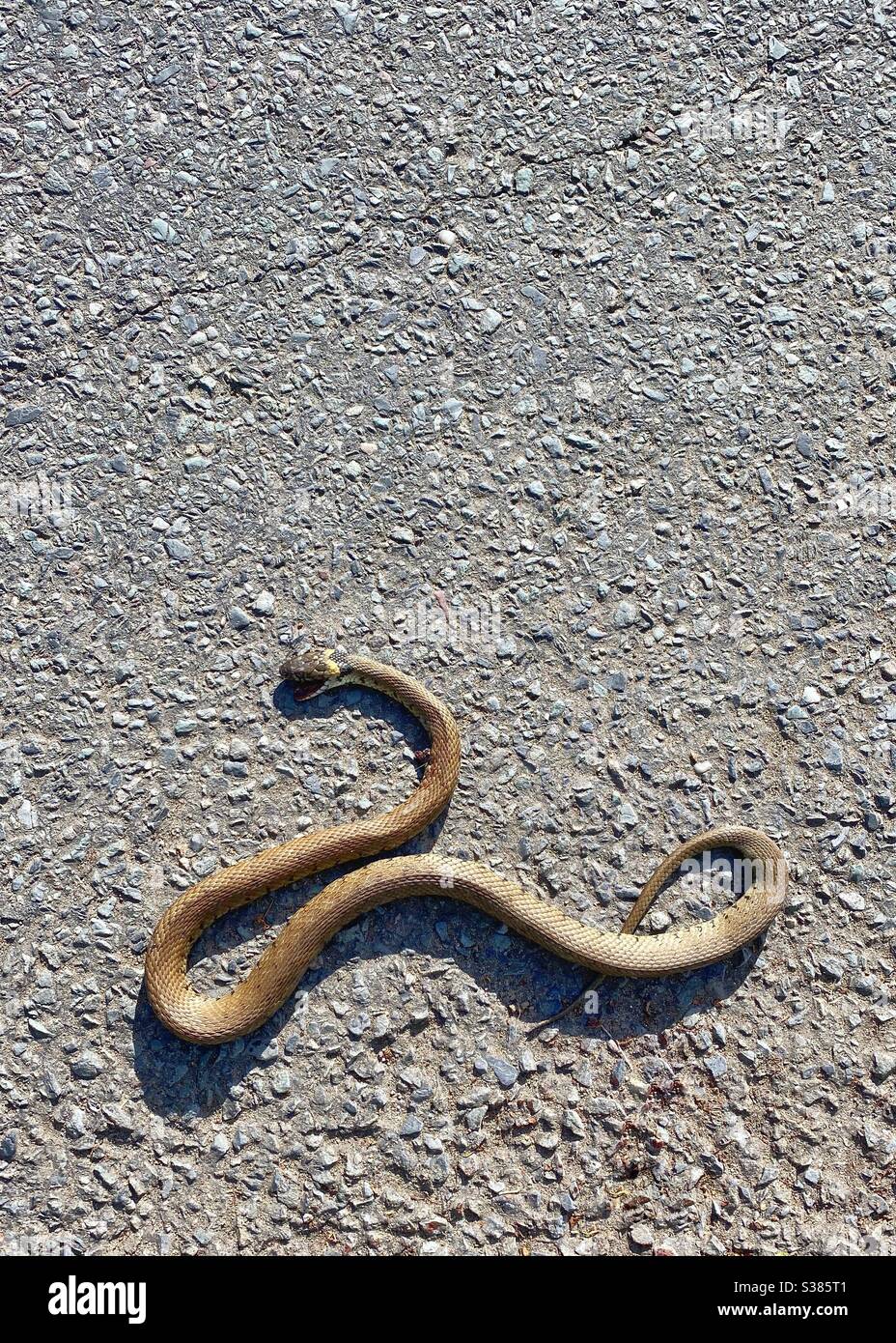 Dead grass snake hi-res stock photography and images - Alamy