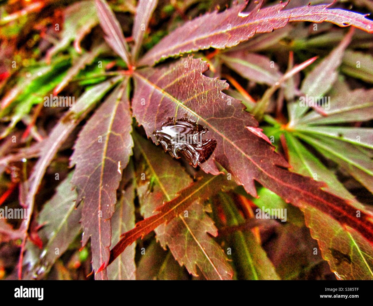 Macro Photography - Droplet on Maple Leaf - Smartphone Captured Stock Image