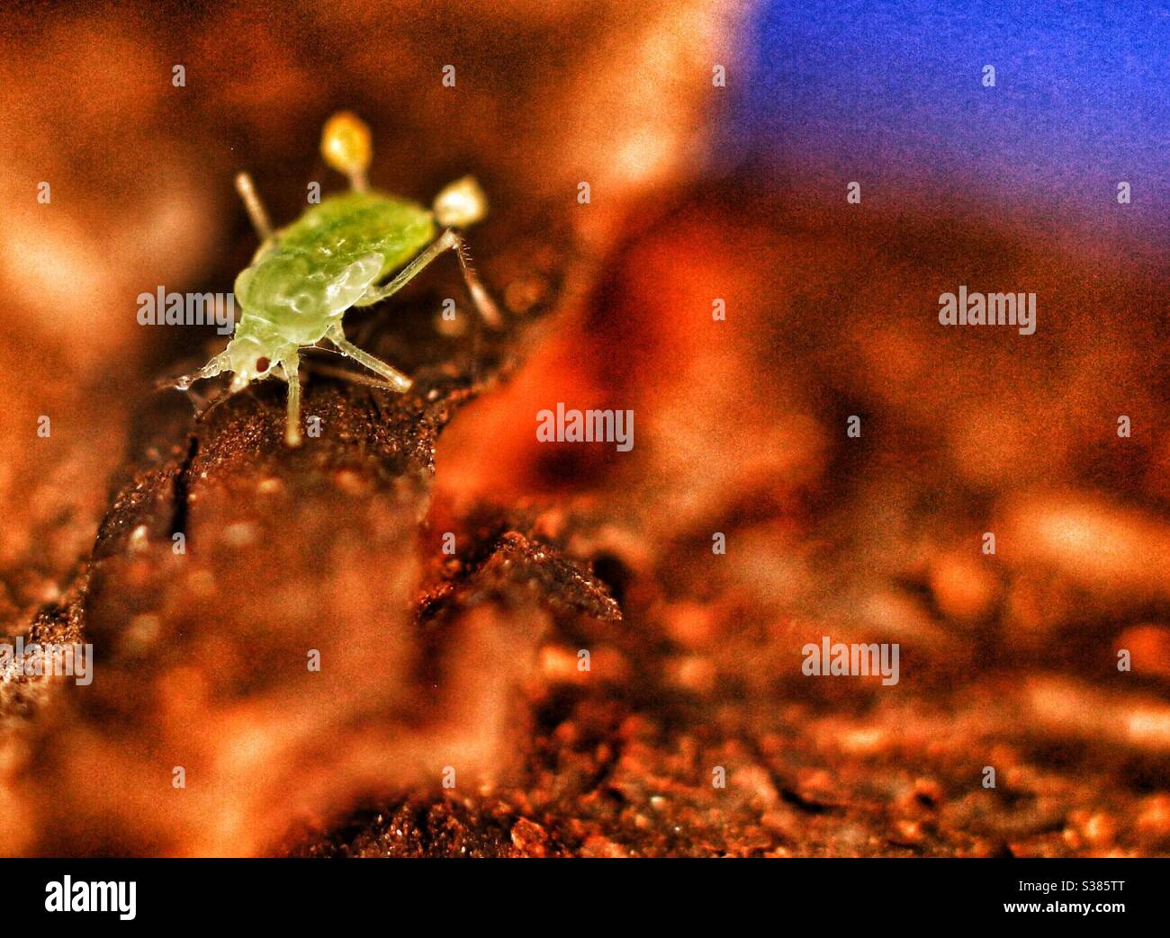 Macro Photography - Green Spider Stock Photo