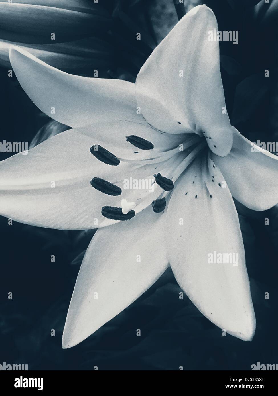 Close up of lily flower in monochrome. Stock Photo