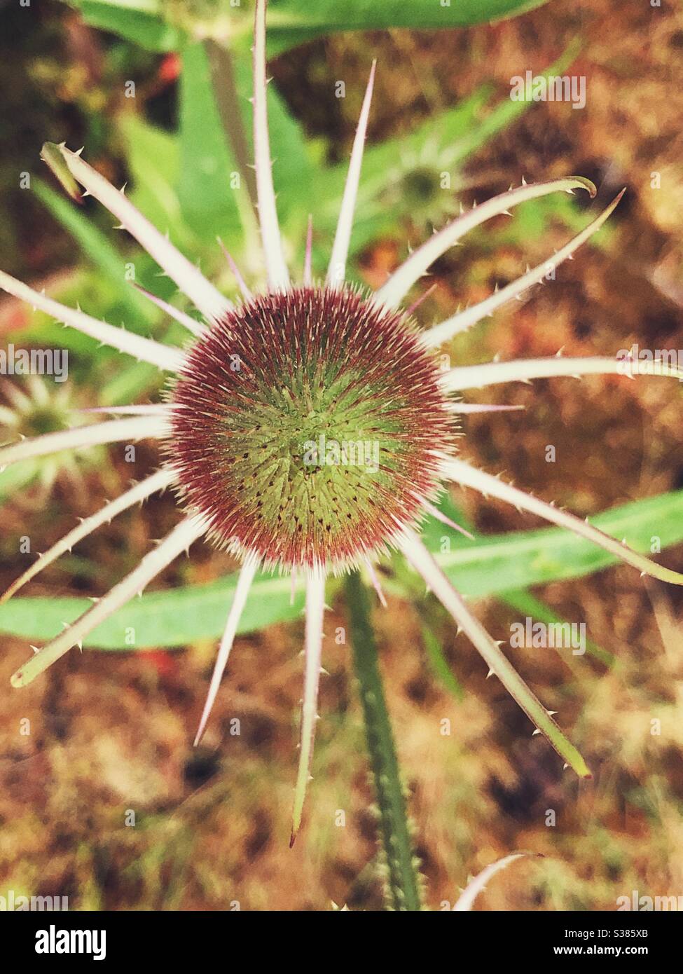top view of spikes common teasel invasive plant on the beach in Anacortes Stock Photo