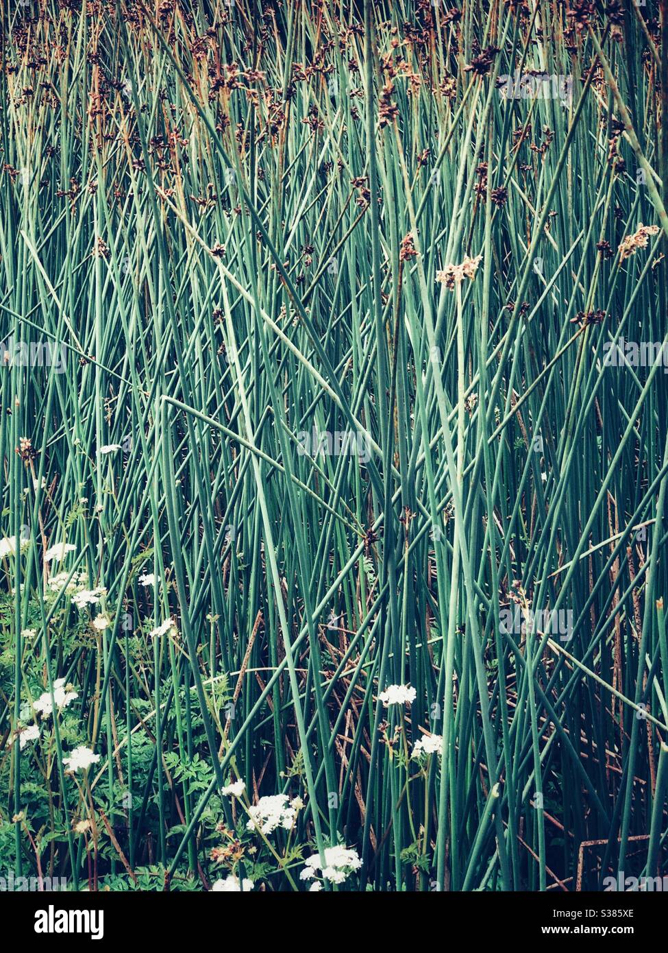 Lost in green tall grass field Stock Photo