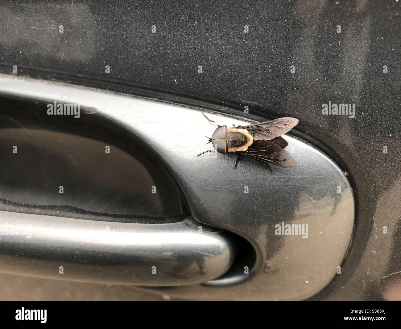 Large fly on van door handle Stock Photo