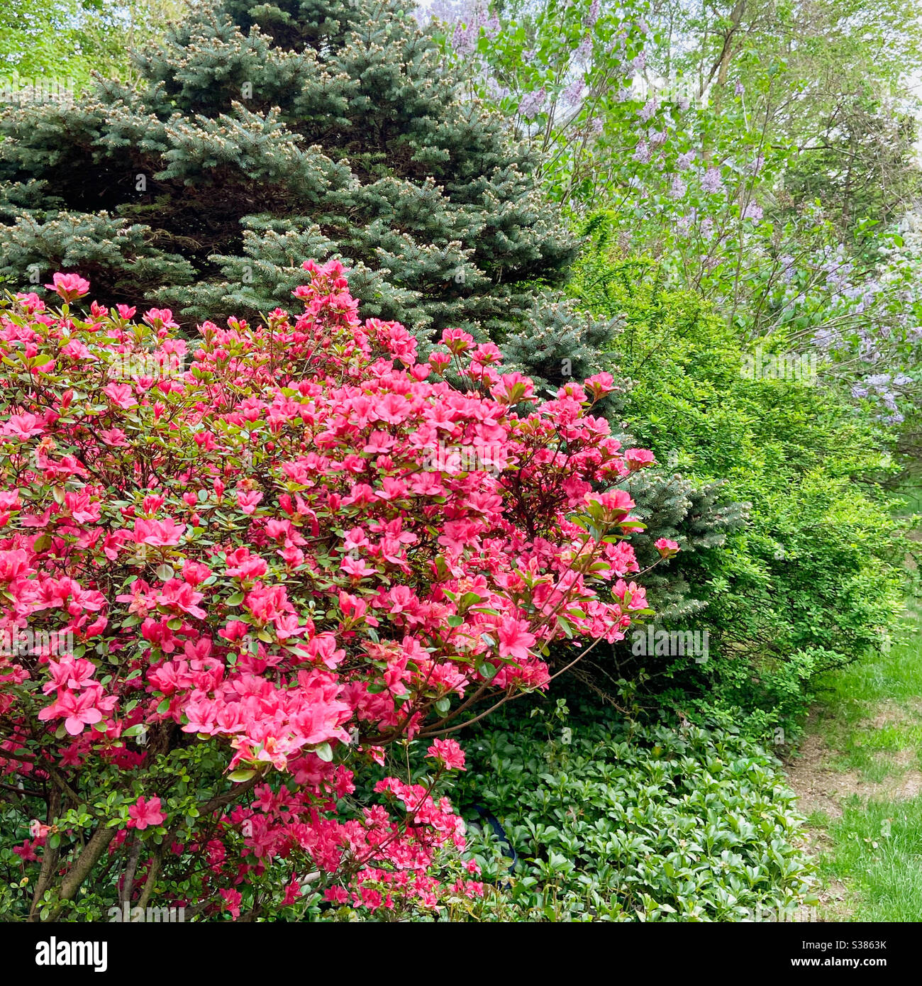 Beautiful pink azalea, rhododendron sp. in bloom in spring garden, dwarf Colorado blue spruce, Picea pungens, lilac, syringa, pachysandra ground cover - Smartphone Captured Stock Image