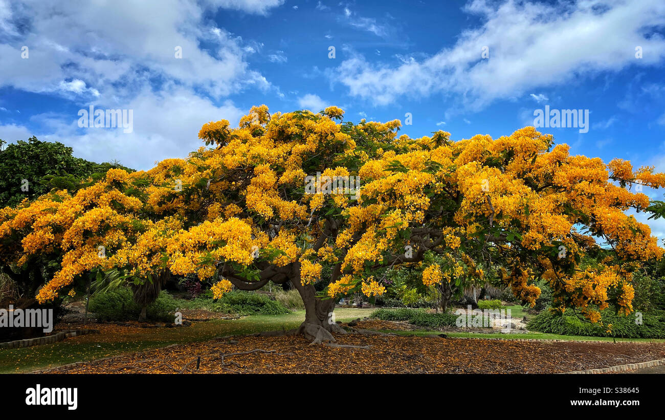 Yellow poinciana tree in full bloom - Smartphone Captured Stock Image