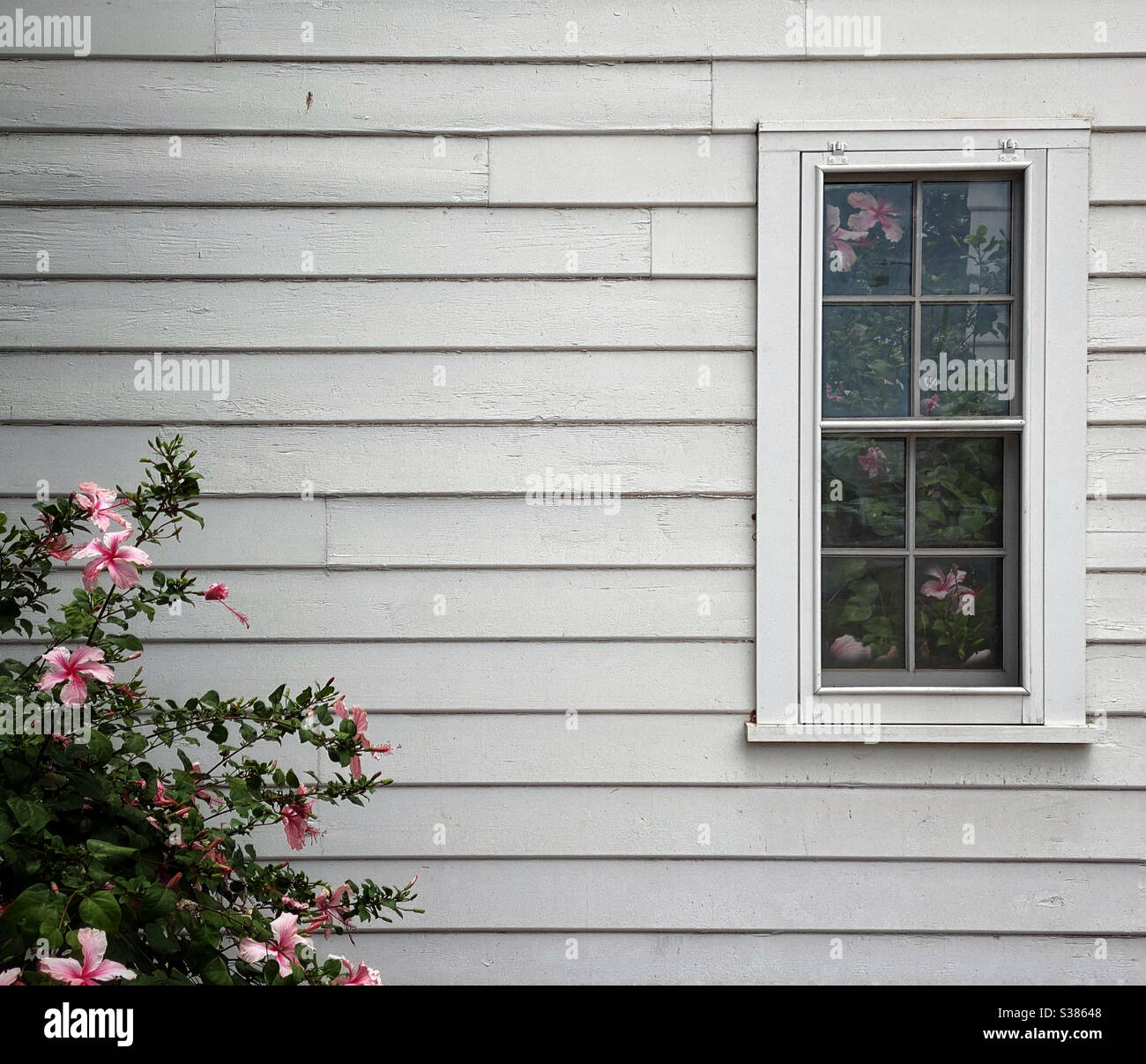 Pink hibiscus flowering bush growing beside a white clapboard house and reflected in the house’s window Stock Photo