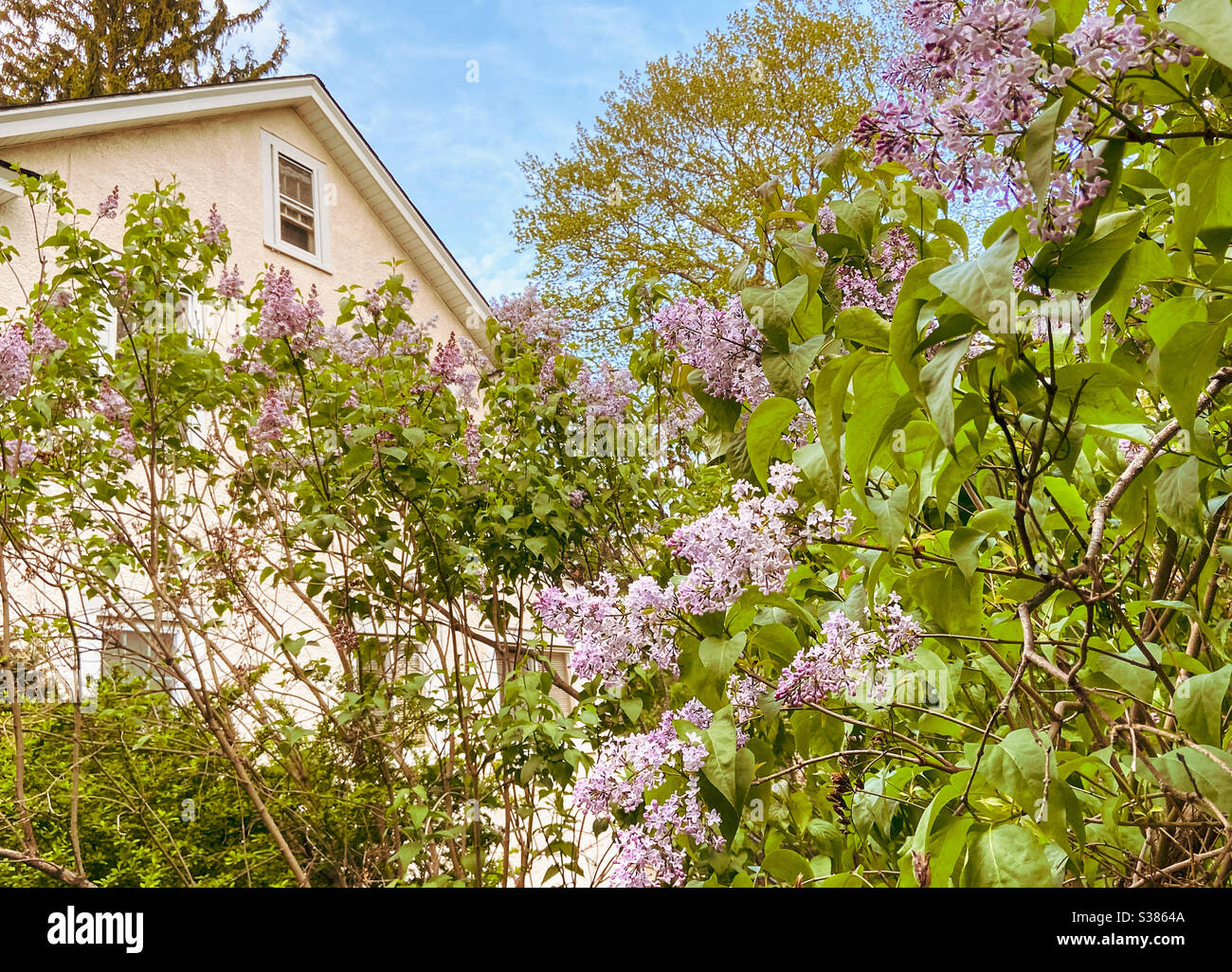 Lovely lilacs in a cottage garden dreamy vintage feel on a sunny spring day Stock Photo