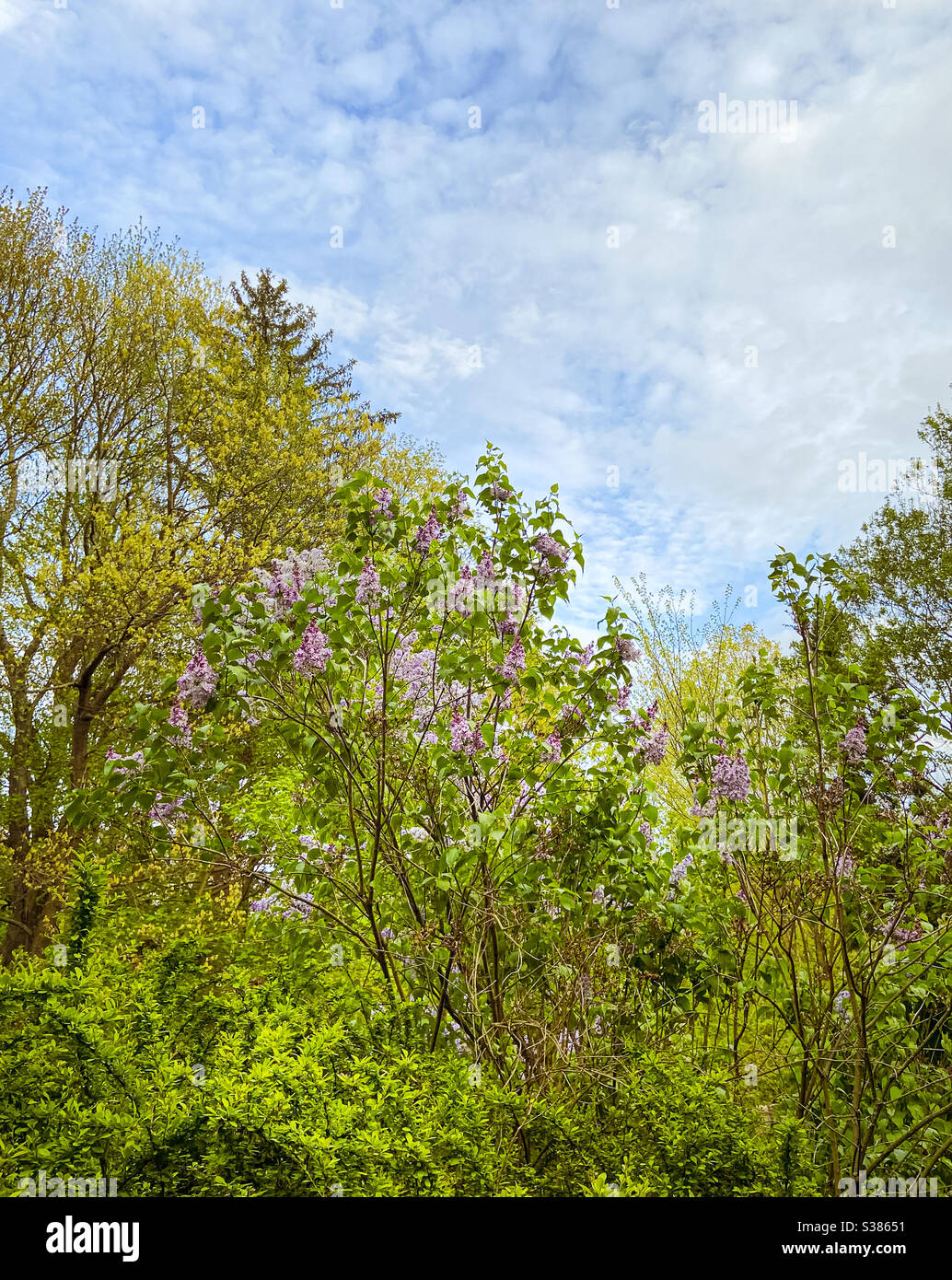 Lilac bushes and blue sky nature in bloom on a beautiful spring day. - Smartphone Captured Stock Image