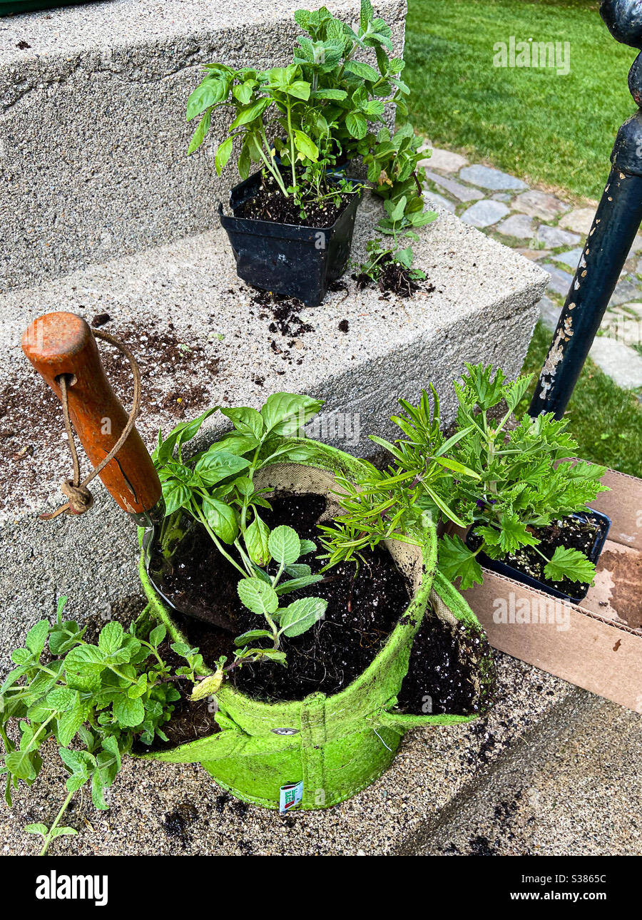 Container garden planting herbs mint basil rosemary and the mosquito plant citronella. Authentic messy soil potting plants. - Smartphone Captured Stock Image