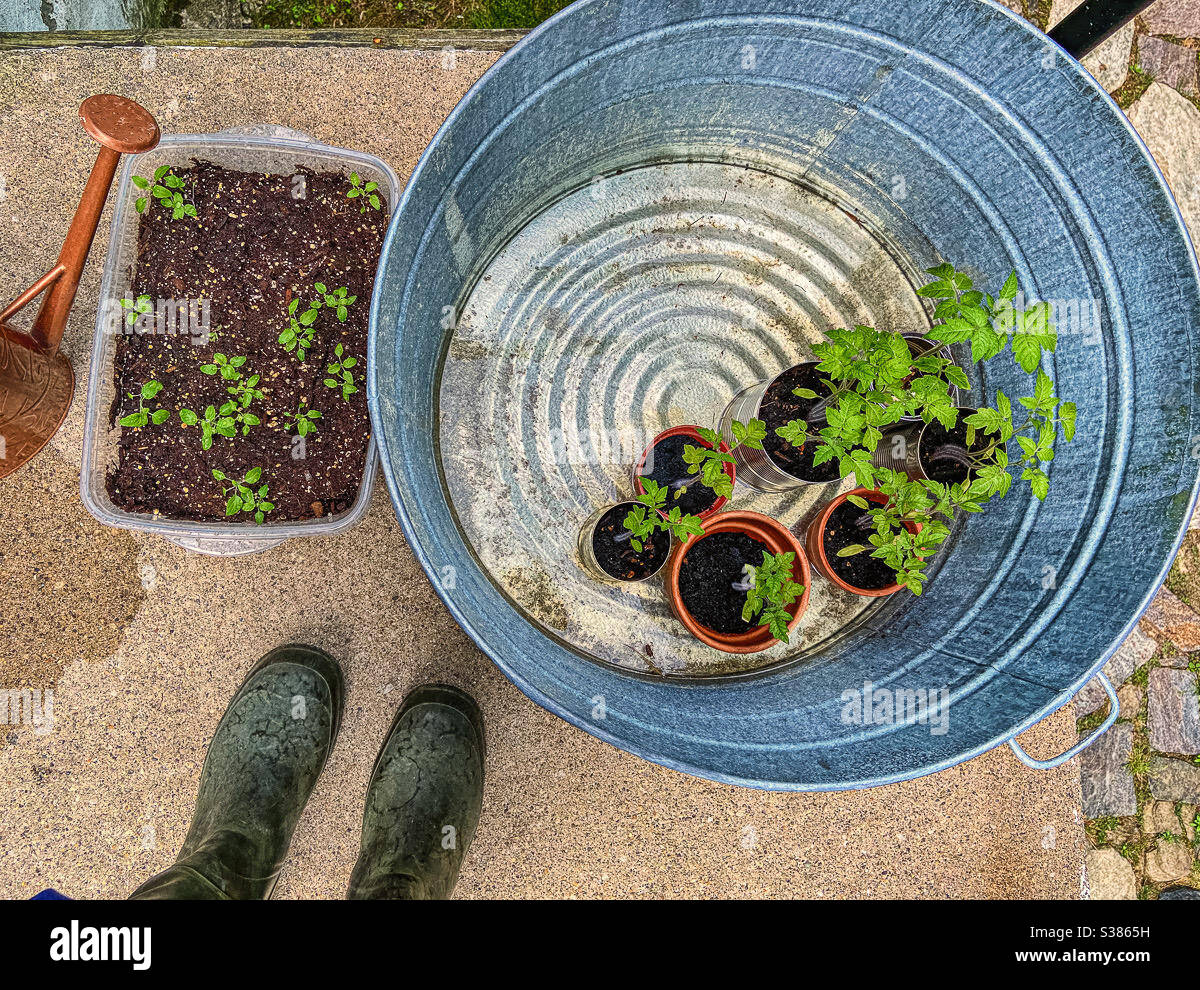 Starting a garden tomato plants seedlings in pots and blue sage salvia seen from above with feet in green Wellingtons type gardening boots. - Smartphone Captured Stock Image