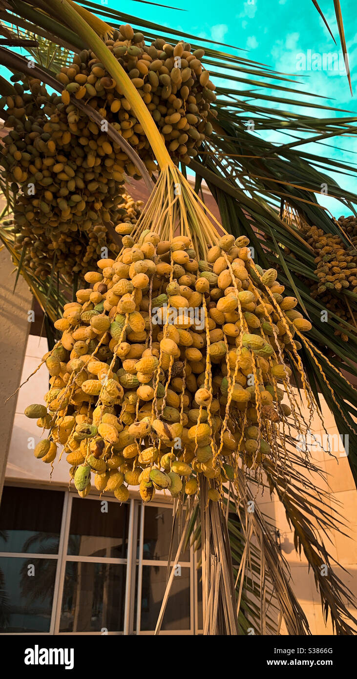 Dates ready for harvest Stock Photo Alamy