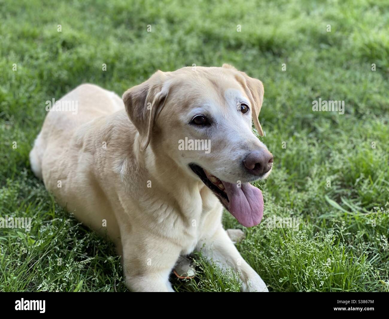 Yellow lab laying down Stock Photo - Alamy
