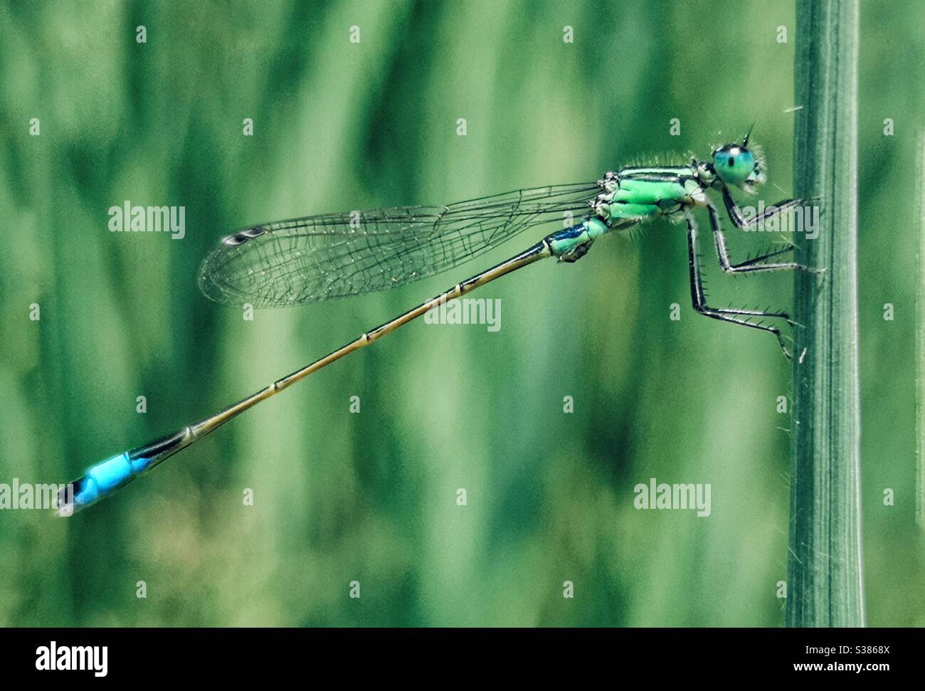 Macro shot of green and blue dragonfly - Smartphone Captured Stock Image