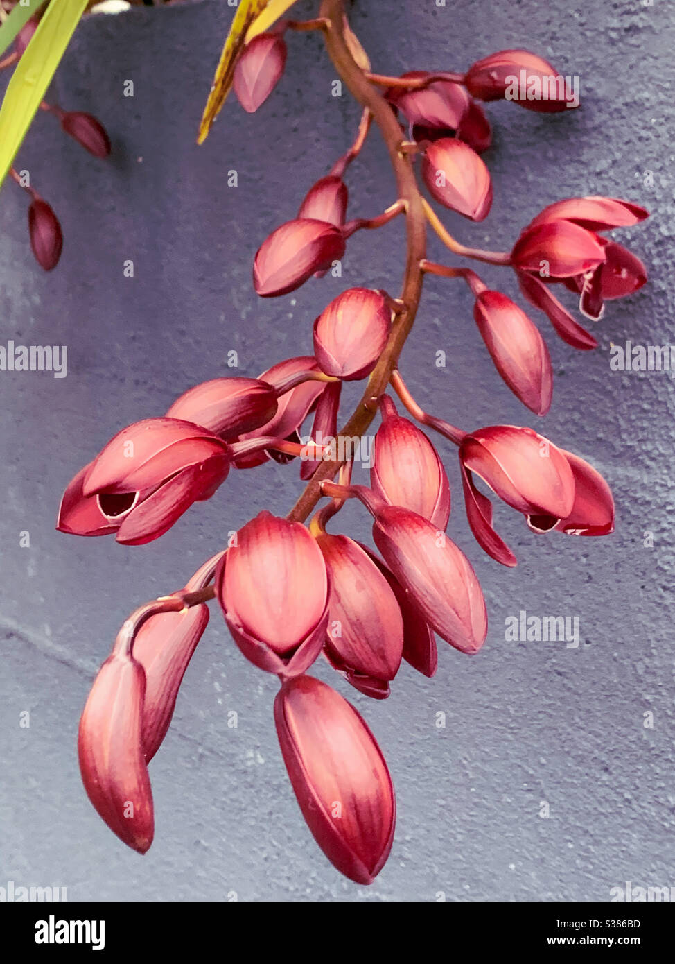 Smooth and glossy looking dark red Cymbidium Orchids starting to bloom, striking a contrast of colours and texture with the blue grey wall in the background - Smartphone Captured Stock Image