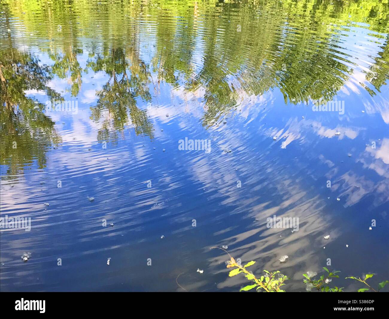 Reflection on water - Smartphone Captured Stock Image