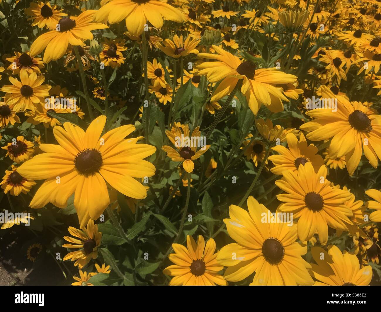 Explore flowers hi-res stock photography and images - Alamy