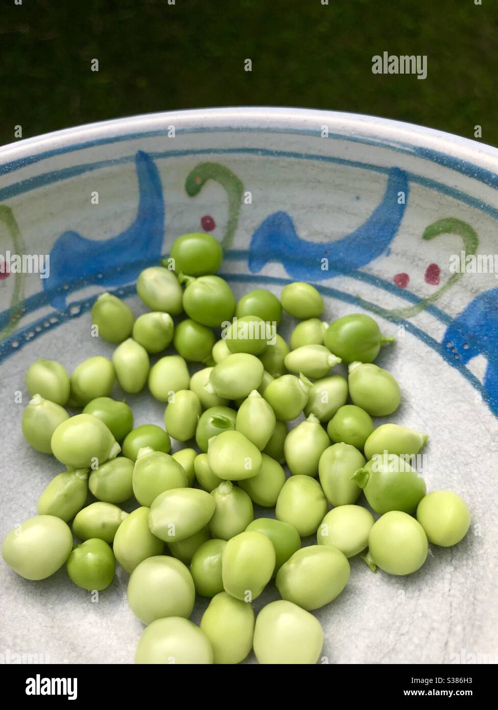 Freshly picked Irish peas from the pod in a hand painted pottery bowl - Smartphone Captured Stock Image