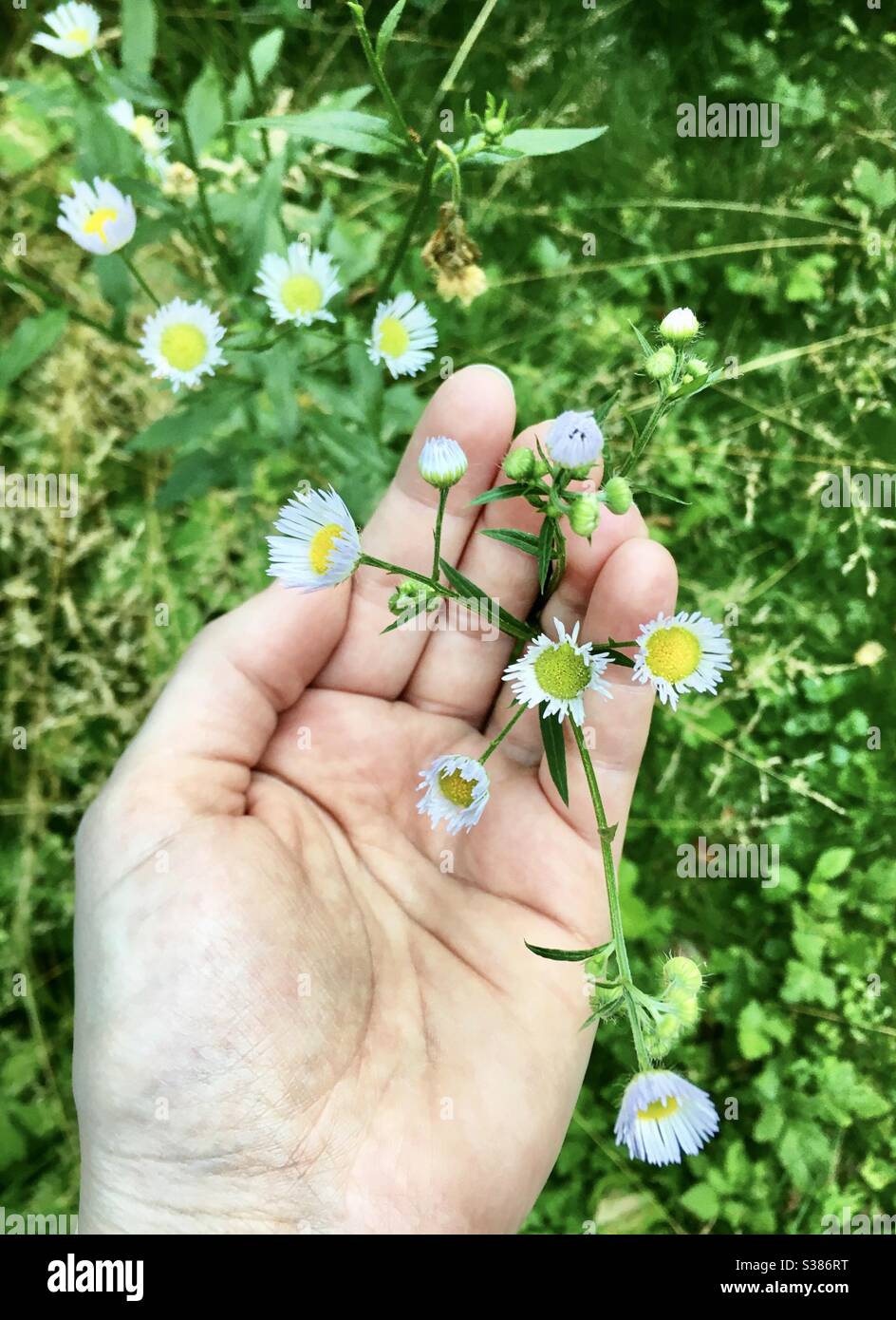 Hand holding white blossoms in a green area - Smartphone Captured Stock Image