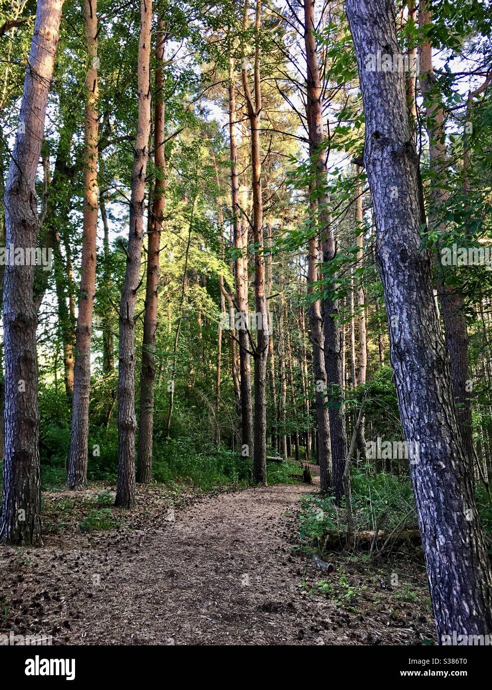 Wooded trail in a Wisconsin forest Stock Photo