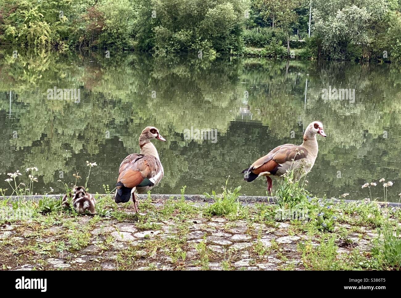 A duck pair with their ducklings at the river bank, Stuttgart, Germany - Smartphone Captured Stock Image