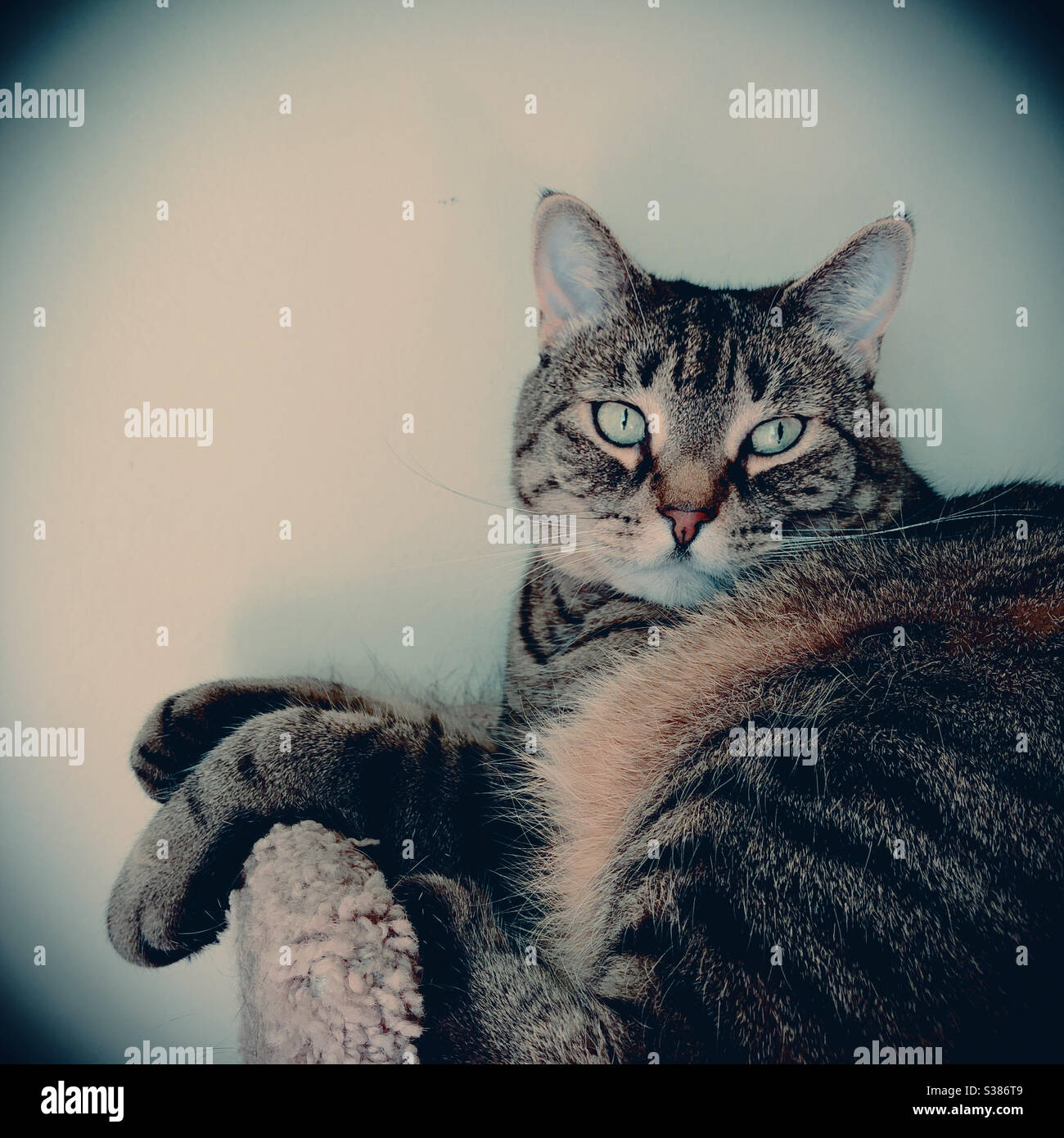 Can I help you? - Smartphone Captured Stock Image