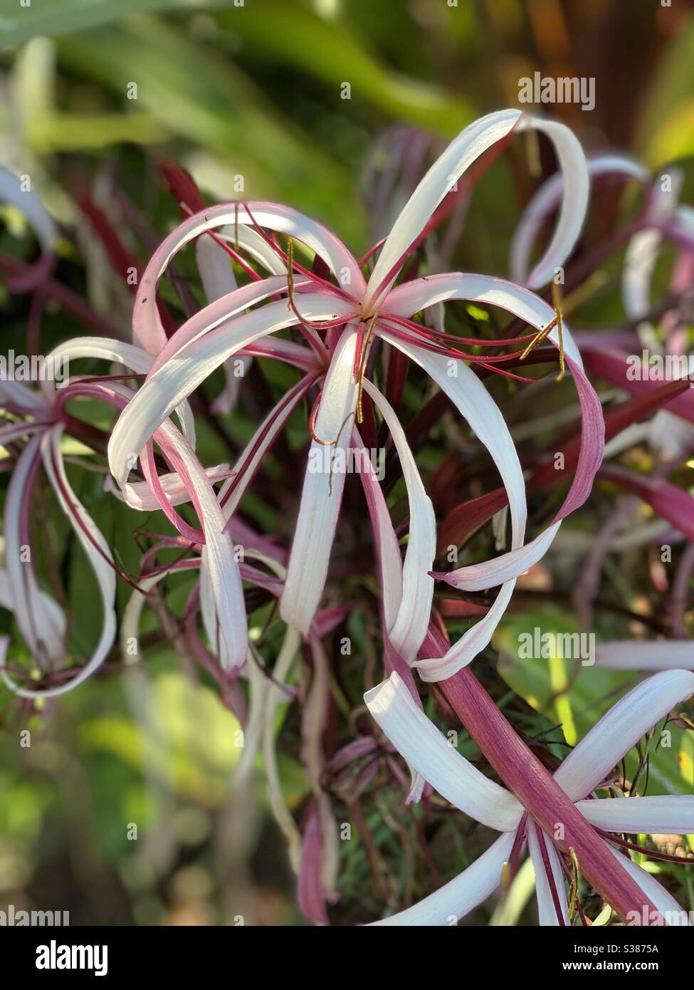 Tropical lily, crinum, growing in a garden - Smartphone Captured Stock Image