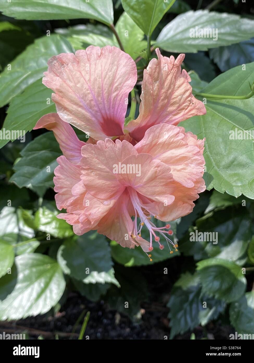 Double orange hibiscus flower - Smartphone Captured Stock Image