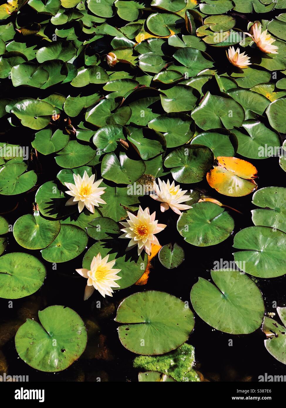 Water lily pond hi-res stock photography and images - Alamy