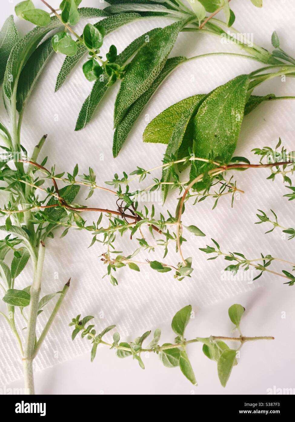 Still life of freshly picked sage, oregano and thyme - Smartphone Captured Stock Image