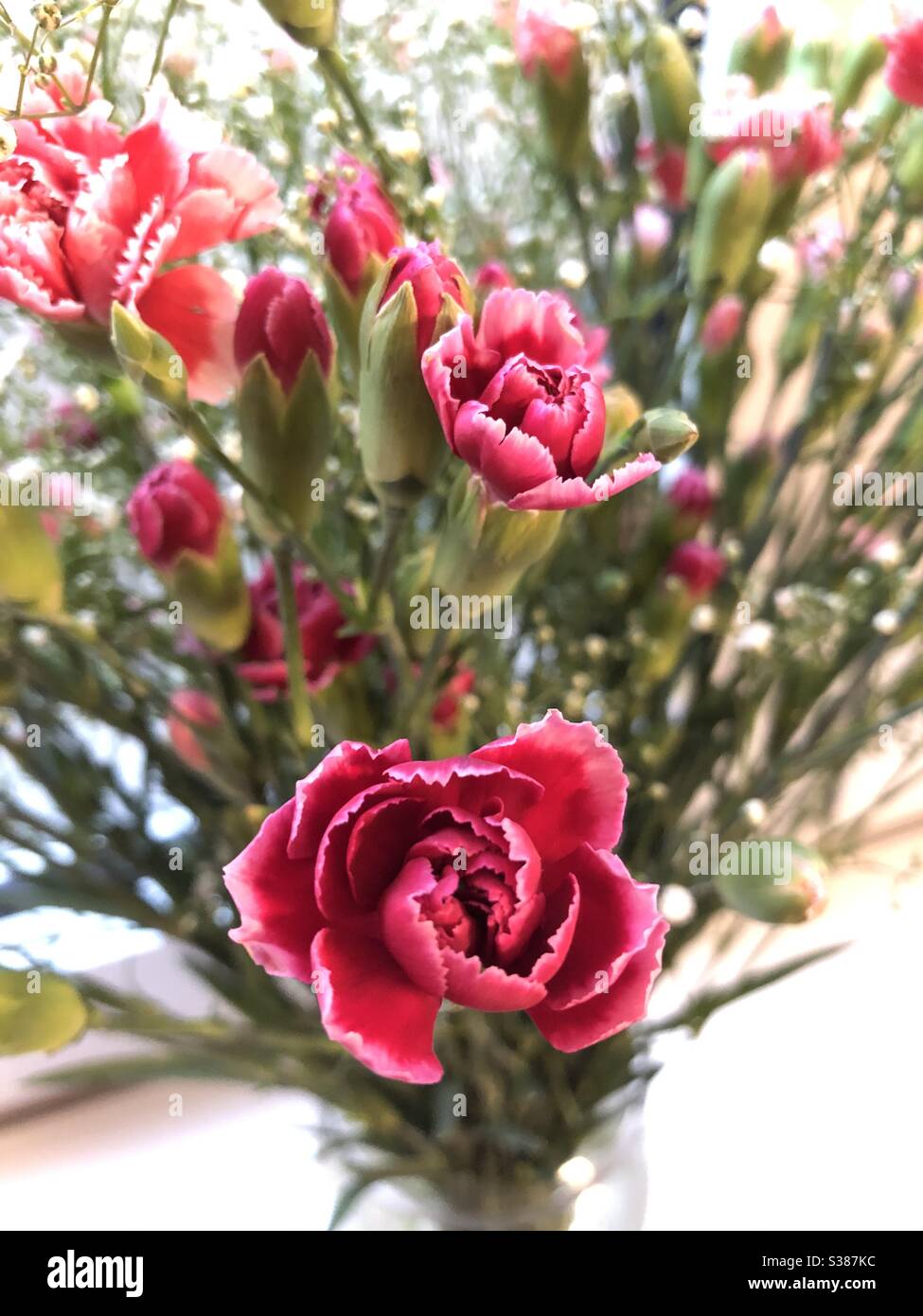 Pink carnations with baby’s breath Stock Photo Alamy