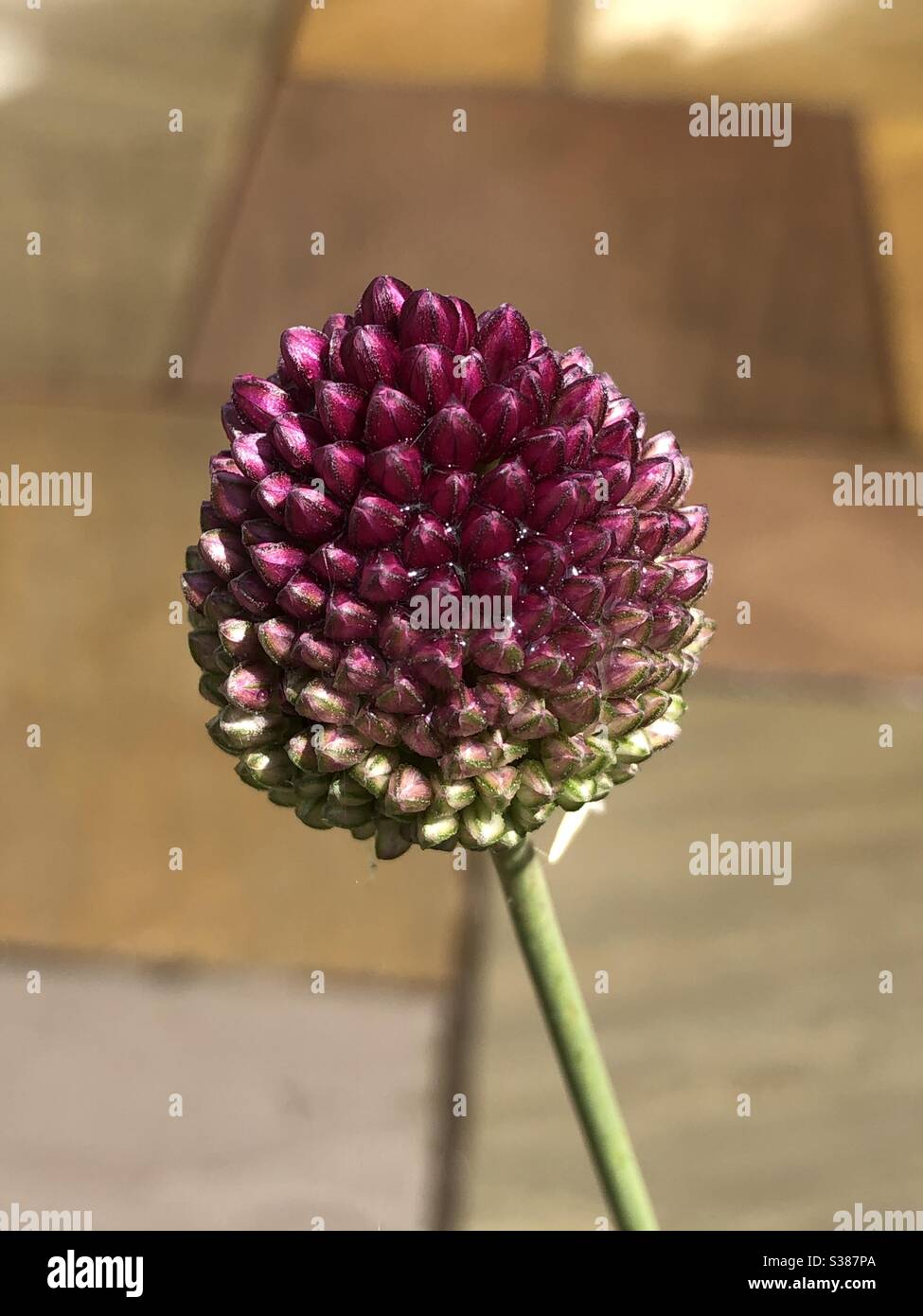 Drumstick allium, in bud - Smartphone Captured Stock Image