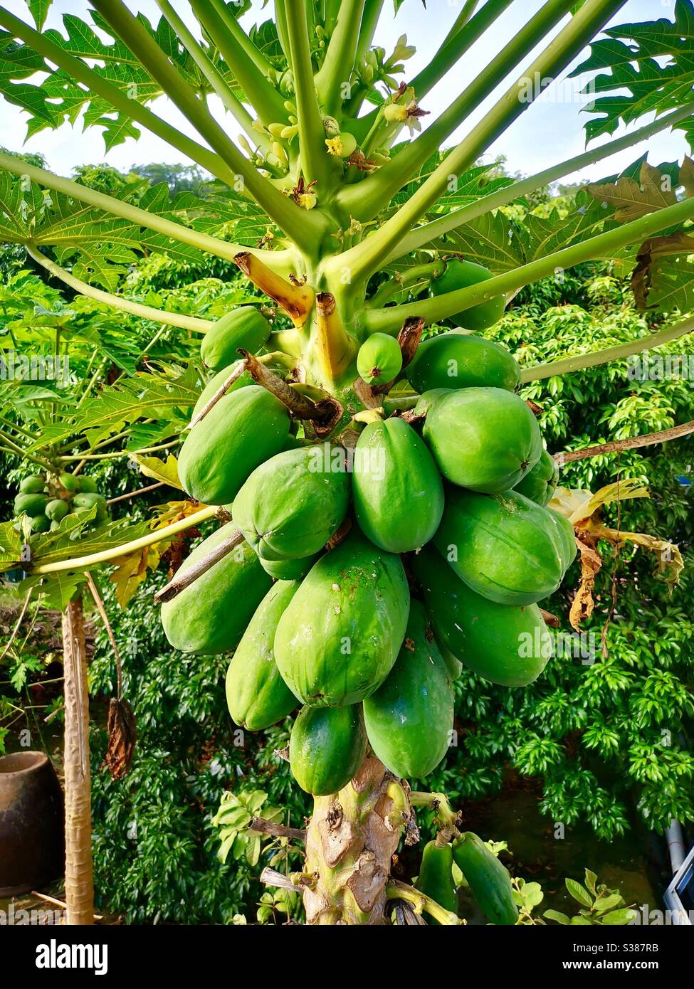 Papaya fruits on a tree. - Smartphone Captured Stock Image