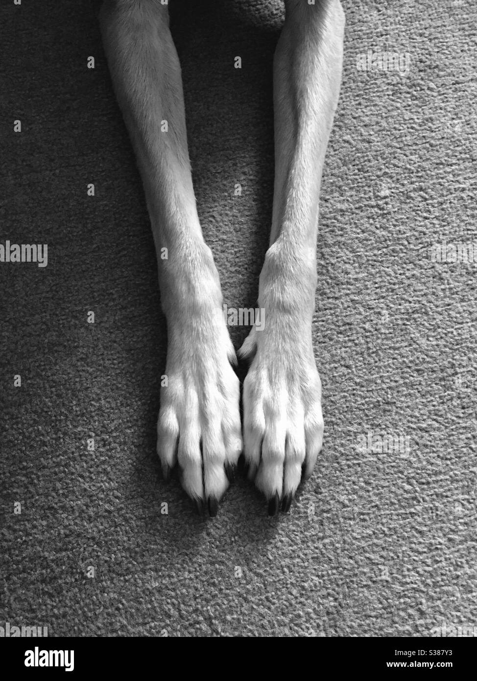 Long dog legs of a rescue whippet, black and white Stock Photo