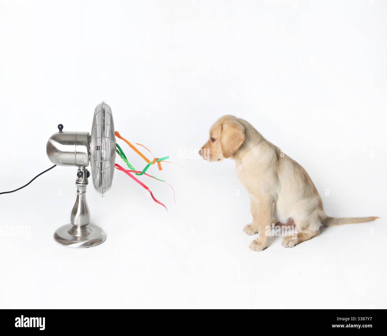 Puppy with Fan Stock Photo Alamy